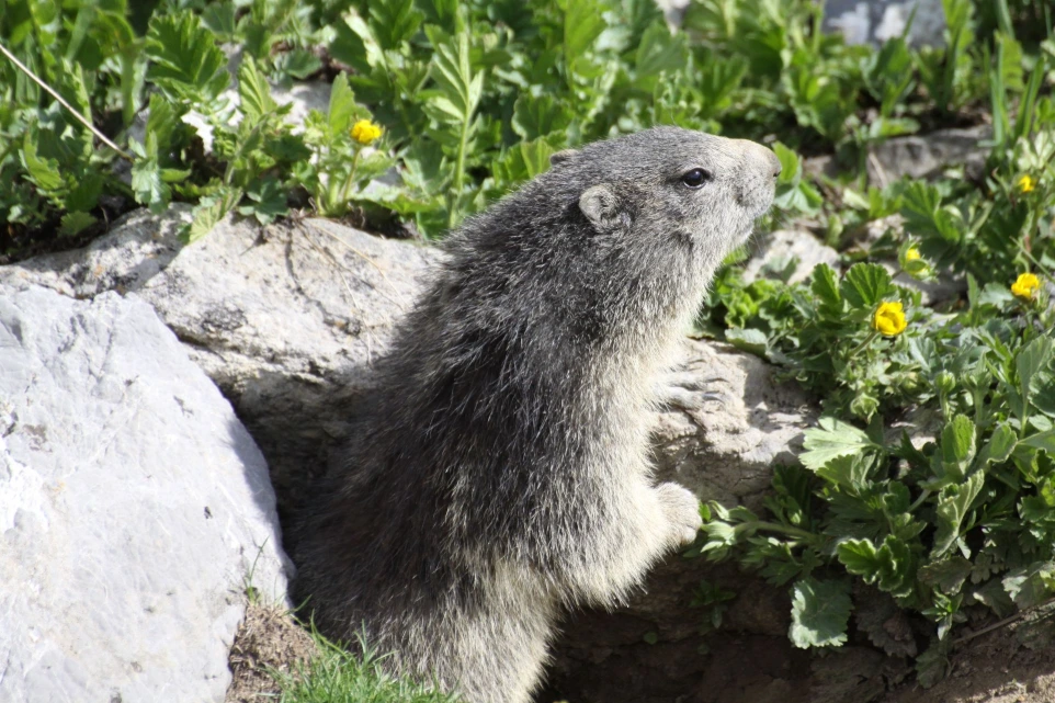une marmotte rencontrer des marmottes et autre animaux dans le parc du Mercantour